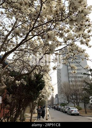 (190320) -- BEIJING, March 20, 2019 -- Photo taken with a mobile phone shows Yulan magnolia flowers at Beijing Language and Culture University in Haidian District of Beijing, capital of China, March 20, 2019. ) (BeijingCandid) CHINA-BEIJING-SPRING (CN) CuixBowen PUBLICATIONxNOTxINxCHN Stock Photo