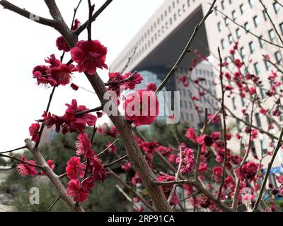 (190320) -- BEIJING, March 20, 2019 -- Photo taken with a mobile phone shows plum blossoms at Beijing Language and Culture University in Haidian District of Beijing, capital of China, March 20, 2019. ) (BeijingCandid) CHINA-BEIJING-SPRING (CN) CuixBowen PUBLICATIONxNOTxINxCHN Stock Photo