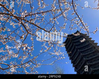 (190321) -- BEIJING, March 21, 2019 -- Photo taken on March 21, 2019 with mobile phone shows the spring scenery at Peking University in Haidian District of Beijing, capital of China. ) (BeijingCandid) CHINA-BEIJING-SPRING (CN) CuixBowen PUBLICATIONxNOTxINxCHN Stock Photo