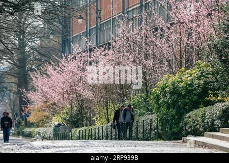 (190322) -- BRUSSELS, March 22, 2019 (Xinhua) -- Photo taken on March 21, 2019 shows blooming flowers in Brussels, Belgium. (Xinhua/Zhang Cheng) BELGIUM-BRUSSELS-SPRING-FLOWERS PUBLICATIONxNOTxINxCHN Stock Photo