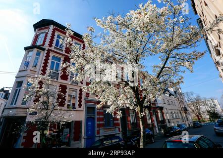 (190322) -- BRUSSELS, March 22, 2019 (Xinhua) -- Photo taken on March 21, 2019 shows blooming flowers in Brussels, Belgium. (Xinhua/Zhang Cheng) BELGIUM-BRUSSELS-SPRING-FLOWERS PUBLICATIONxNOTxINxCHN Stock Photo