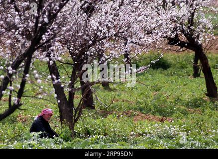 (190325) -- BEIJING, March 25, 2019 -- A farmer enjoys leisure under flowers in the Eastern Ghouta countryside of Damascus, Syria, on March 24, 2019. After eight years of a destructive civil war, Syrians in Eastern Ghouta, a former rebel stronghold in the east of the capital Damascus, are pulling themselves together to rebuild their life from ruins. ) XINHUA PHOTOS OF THE DAY AmmarxSafarjalani PUBLICATIONxNOTxINxCHN Stock Photo