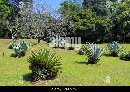 Agave at Peradeniya Royal Botanic Gardens located near Kandy city, Sri Lanka. Peradeniya Royal Botanic Gardens are the largest of the botanical garden Stock Photo