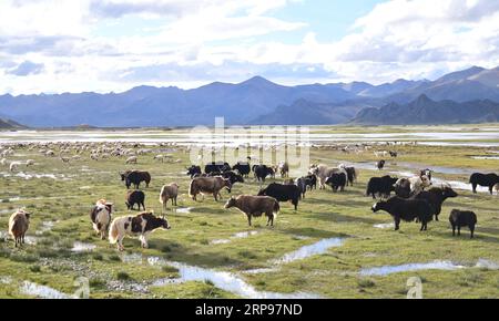 (190327) -- LHASA, March 27, 2019 -- Photo taken on Aug. 27, 2017 shows cattle and sheep on the grassland in southwest China s Tibet Autonomous Region. Tibet s 2018 GDP reached 147.76 billion yuan (22 billion U.S. dollars), about 191 times more than the 1959 figure calculated at comparable prices, said a white paper released Wednesday by China s State Council Information Office. Through 60 years of hard work, the people in Tibet have seen agriculture and animal husbandry become increasingly modernized, said the white paper, titled Democratic Reform in Tibet -- Sixty Years On. ) CHINA-TIBET-AGR Stock Photo