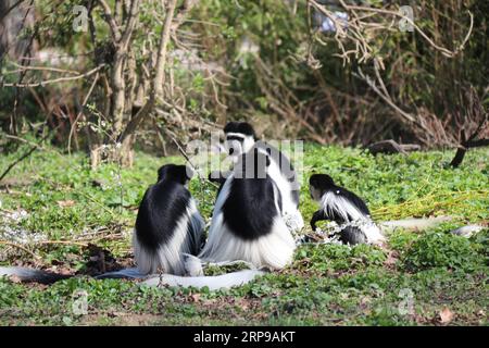 (190331) -- PRAGUE, March 31, 2019 (Xinhua) -- A group of Colobus guereza are seen at the Prague Zoo in Prague, the Czech Republic, March 30, 2019. (Xinhua/Dana Kesnerova) CZECH REPUBLIC-PRAGUE-ZOO PUBLICATIONxNOTxINxCHN Stock Photo