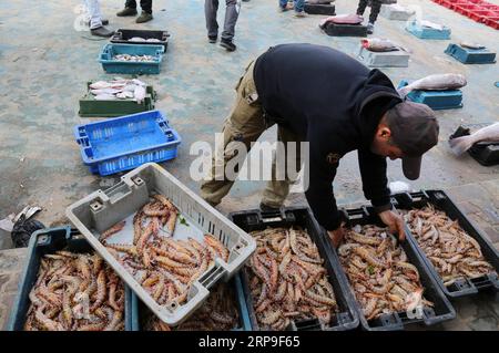 (190405) -- GAZA, April 5, 2019 -- A Palestinian fisherman displays his catch at a seaport in Gaza, April 4, 2019. TO GO WITH Feature: Palestinian fishermen feel no improvement after Israel expands fishing zone off Gaza shores ) MIDEAST-GAZA-FISHERMAN Stringer PUBLICATIONxNOTxINxCHN Stock Photo