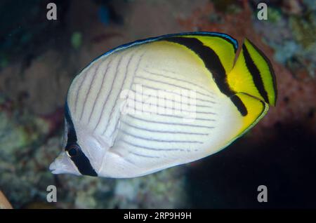 Vagabond Butterflyfish, Chaetodon vagabundus, Murex House Reef dive site, Bangka Island, north Sulawesi, Indonesia Stock Photo