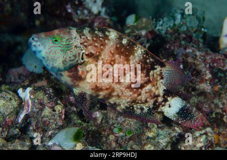 Floral Wrasse, Cheilinus chlorourus, Murex House Reef dive site, Bangka Island, north Sulawesi, Indonesia Stock Photo