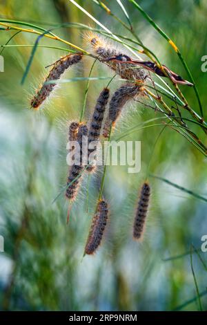 Group of hairy caterpillars hanging from tree branch. Stanthorpe Queensland Australia Stock Photo