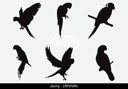 Exquisite Parrot Silhouette Set, Graceful Avian Forms in a Variety of Poses and Sizes, Ideal for Art, Design, and Decor Projects Stock Vector