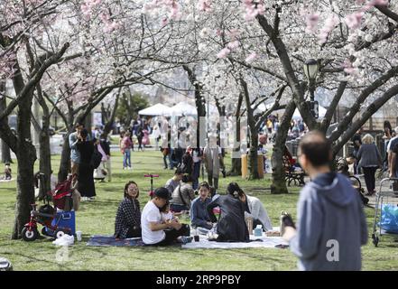 (190413) -- NEW YORK, April 13, 2019 (Xinhua) -- People have picnic under cherry blossoms on Roosevelt Island in New York, the United States, April 13, 2019. The Roosevelt Island Cherry Blossom Festival was held here on Saturday, attracting crowds of visitors. (Xinhua/Zou Guangping) U.S.-NEW YORK-CHERRY BLOSSOM FESTIVAL PUBLICATIONxNOTxINxCHN Stock Photo