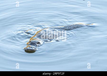 Platypus (Ornithorhynchus anatinus) floating on surface. Queensland Australia Stock Photo