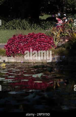 (190419) -- SYDNEY, April 19, 2019 -- People visit Royal Botanic Garden in Sydney, Australia, April 19, 2019. Royal Botanic Garden is located near the heart of Sydney, boasting a good view of Sydney Harbour, Sydney Opera House and Sydney Harbour Bridge. ) AUSTRALIA-SYDNEY-ROYAL BOTANIC GARDEN BaixXuefei PUBLICATIONxNOTxINxCHN Stock Photo