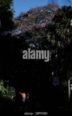 (190419) -- SYDNEY, April 19, 2019 -- People visit Royal Botanic Garden in Sydney, Australia, April 19, 2019. Royal Botanic Garden is located near the heart of Sydney, boasting a good view of Sydney Harbour, Sydney Opera House and Sydney Harbour Bridge. ) AUSTRALIA-SYDNEY-ROYAL BOTANIC GARDEN BaixXuefei PUBLICATIONxNOTxINxCHN Stock Photo