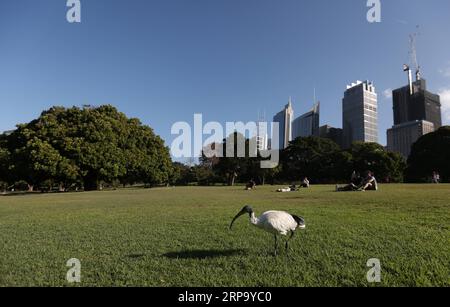 (190419) -- SYDNEY, April 19, 2019 -- An ibis is seen at Royal Botanic Garden in Sydney, Australia, April 19, 2019. Royal Botanic Garden is located near the heart of Sydney, boasting a good view of Sydney Harbour, Sydney Opera House and Sydney Harbour Bridge. ) AUSTRALIA-SYDNEY-ROYAL BOTANIC GARDEN BaixXuefei PUBLICATIONxNOTxINxCHN Stock Photo