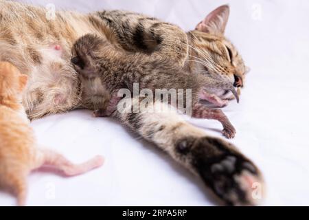 A female tabby cat lying on a white sheet, with a small, white, fluffy kitten nestled up against her Stock Photo