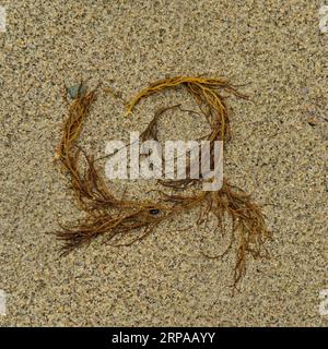 Background: nature's art graphic resource. Golden sand with fronds of brown seaweed. Stock Photo