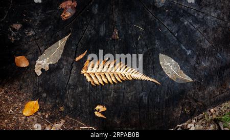 Background: Nature's art graphic resource. A selection of dead leaves arranged by the wind on a burnt tree stump at Bark Bay in the Abel Tasman Stock Photo