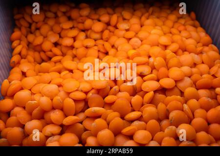 Orange lentils in a food container close-up. Healthy cereal with a high protein content Stock Photo