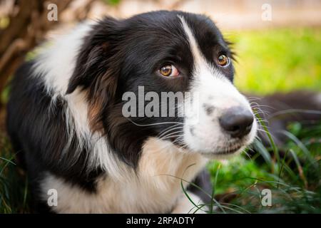 Portrait of a sad looking Border Collie puppy lying on the grass in the garden Stock Photo