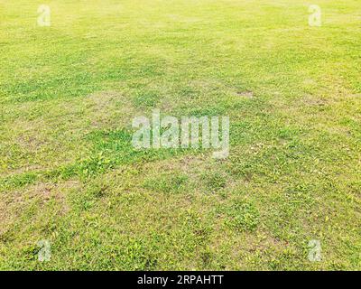 Green grass texture. Spring fresh lawn carpet. Green lawn background. Nature background. Stock Photo