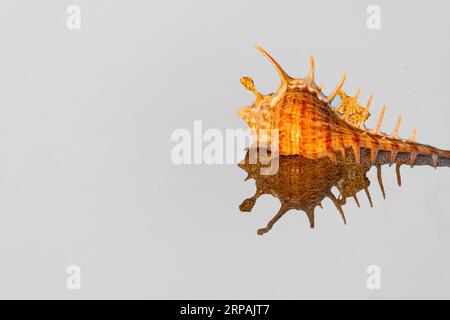 Isolated thorn conch shell with it's reflection on white background. Stock Photo