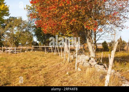 Rowan Trees with autumn colors in the meadow Stock Photo