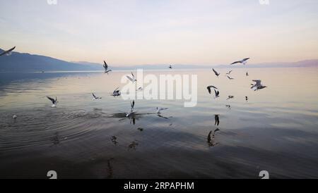 A flock of seagulls soaring against a backdrop of a tranquil body of water near a seashore. Stock Photo