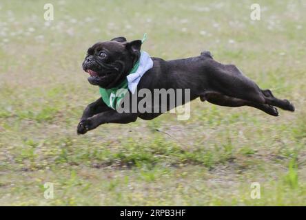 (190527) -- VANCOUVER, May 27, 2019 (Xinhua) -- A bulldog runs on the race track during a bulldog race at Hastings Racecourse in Vancouver, Canada, May 26, 2019. About 60 bulldogs competed on the race track for cash prizes and honor on Sunday, kicking off the Dog Days of Summer series at Hastings Racecourse. (Xinhua/Liang Sen) CANADA-VANCOUVER-BULLDOG RACE PUBLICATIONxNOTxINxCHN Stock Photo