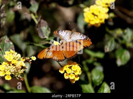 (190528) -- LOS ANGELES, May 28, 2019 (Xinhua) -- Butterflies rest on flowers at the Butterfly Pavilion of the Natural History Museum of Los Angeles County in Los Angeles, the United States, May 27, 2019. The butterfly exhibition at the Natural History Museum of Los Angeles County showcases hundreds of butterflies and the plants that surround them. (Xinhua/Li Ying) U.S.-LOS ANGELES-BUTTERFLY EXHIBITION PUBLICATIONxNOTxINxCHN Stock Photo
