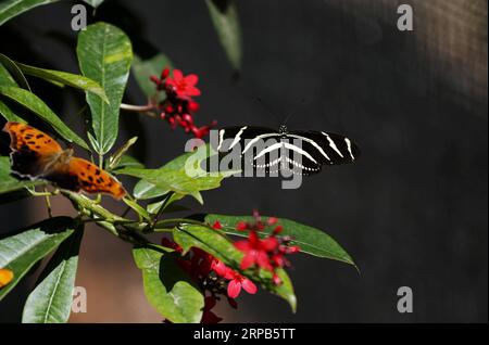(190528) -- LOS ANGELES, May 28, 2019 (Xinhua) -- Butterflies rest on leaves at the Butterfly Pavilion of the Natural History Museum of Los Angeles County in Los Angeles, the United States, May 27, 2019. The butterfly exhibition at the Natural History Museum of Los Angeles County showcases hundreds of butterflies and the plants that surround them. (Xinhua/Li Ying) U.S.-LOS ANGELES-BUTTERFLY EXHIBITION PUBLICATIONxNOTxINxCHN Stock Photo