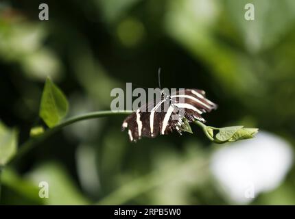 (190528) -- LOS ANGELES, May 28, 2019 (Xinhua) -- A butterfly is seen on leaves at the Butterfly Pavilion of the Natural History Museum of Los Angeles County in Los Angeles, the United States, May 27, 2019. The butterfly exhibition at the Natural History Museum of Los Angeles County showcases hundreds of butterflies and the plants that surround them. (Xinhua/Li Ying) U.S.-LOS ANGELES-BUTTERFLY EXHIBITION PUBLICATIONxNOTxINxCHN Stock Photo