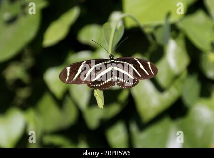 (190528) -- LOS ANGELES, May 28, 2019 (Xinhua) -- A butterfly rests on leaves at the Butterfly Pavilion of the Natural History Museum of Los Angeles County in Los Angeles, the United States, May 27, 2019. The butterfly exhibition at the Natural History Museum of Los Angeles County showcases hundreds of butterflies and the plants that surround them. (Xinhua/Li Ying) U.S.-LOS ANGELES-BUTTERFLY EXHIBITION PUBLICATIONxNOTxINxCHN Stock Photo