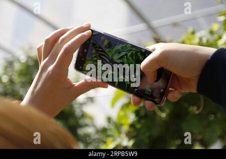 (190528) -- LOS ANGELES, May 28, 2019 (Xinhua) -- A visitor takes photos of a butterfly at the Butterfly Pavilion of the Natural History Museum of Los Angeles County in Los Angeles, the United States, May 27, 2019. The butterfly exhibition at the Natural History Museum of Los Angeles County showcases hundreds of butterflies and the plants that surround them. (Xinhua/Li Ying) U.S.-LOS ANGELES-BUTTERFLY EXHIBITION PUBLICATIONxNOTxINxCHN Stock Photo