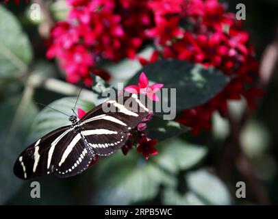(190528) -- LOS ANGELES, May 28, 2019 (Xinhua) -- A butterfly rests on flowers at the Butterfly Pavilion of the Natural History Museum of Los Angeles County in Los Angeles, the United States, May 27, 2019. The butterfly exhibition at the Natural History Museum of Los Angeles County showcases hundreds of butterflies and the plants that surround them. (Xinhua/Li Ying) U.S.-LOS ANGELES-BUTTERFLY EXHIBITION PUBLICATIONxNOTxINxCHN Stock Photo