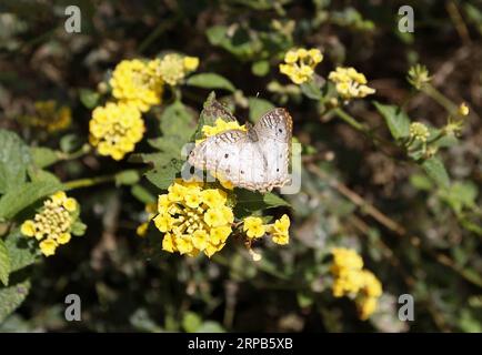 (190528) -- LOS ANGELES, May 28, 2019 (Xinhua) -- A butterfly is seen among flowers at the Butterfly Pavilion of the Natural History Museum of Los Angeles County in Los Angeles, the United States, May 27, 2019. The butterfly exhibition at the Natural History Museum of Los Angeles County showcases hundreds of butterflies and the plants that surround them. (Xinhua/Li Ying) U.S.-LOS ANGELES-BUTTERFLY EXHIBITION PUBLICATIONxNOTxINxCHN Stock Photo