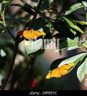 (190528) -- LOS ANGELES, May 28, 2019 (Xinhua) -- Butterflies rest on leaves at the Butterfly Pavilion of the Natural History Museum of Los Angeles County in Los Angeles, the United States, May 27, 2019. The butterfly exhibition at the Natural History Museum of Los Angeles County showcases hundreds of butterflies and the plants that surround them. (Xinhua/Li Ying) U.S.-LOS ANGELES-BUTTERFLY EXHIBITION PUBLICATIONxNOTxINxCHN Stock Photo