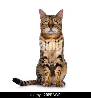 Handsome male adult Bengal cat, sitting up facing front. Looking straight to camera with green eyes. Isolated on a white background. Stock Photo