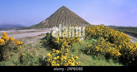 Yellow gorse in 2002 historical archive photo of Carluddon Tip* a 'Cornish Pyramid' waste mound at china clay mine site near St Austell Cornwall UK Stock Photo