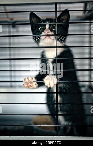 Little sad kitten in an animal shelter keeps an eye out. Vertical image. Stock Photo