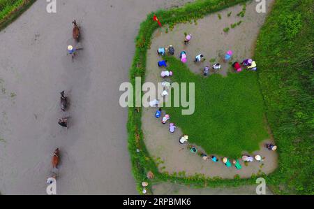 (190612) -- RONGSHUI, June 12, 2019 (Xinhua) -- Aerial photo taken on June 12, 2019 shows farmers working in paddy fields at a planting base in Dali Village of Liangzhai Township in Rongshui Miao Autonomous County, south China s Guangxi Zhuang Autonomous Region. There are about 1,500 mu (100 hectares) of purple glutinous rice fields in Liangzhai Township with three modern agricultural demonstration zones established. In recent years, Liangzhai Township has been committed to developing purple glutinous rice planting industry through joint efforts from local government, cooperatives, planting ba Stock Photo