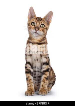 Cute brown Bengal cat kitten, sitting up facing front. Looking towards camera. Isolated on a white background. Stock Photo