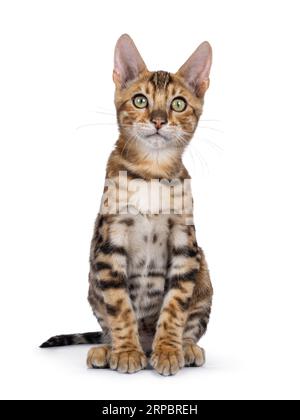 Cute brown Bengal cat kitten, sitting up facing front. Looking towards camera. Isolated on a white background. Stock Photo