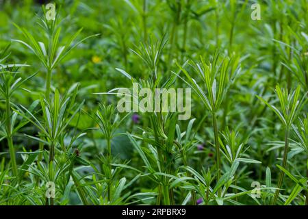 The Cleavers Galium aparine have been used in the traditional medicine for treatment of disorders of the diuretic, lymph systems and as a detoxifier. Stock Photo