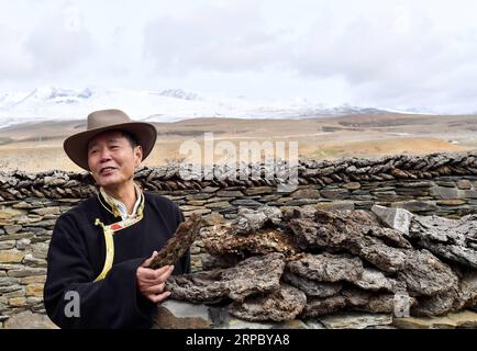 (190619) -- LHASA, June 19, 2019 -- Wu Yuchu collects yak dung for research on a grassland in the north of southwest China s Tibet Autonomous Region, May 23, 2019. Over 40 years ago, Wu Yuchu was trapped in a blizzard in southwest China s Tibet Autonomous Region. It was 1977, two years after Wu had started working in Tibet. He and more than 50 other people had to hide in a mud-brick house. Temperatures outside dropped to minus 30 degrees Celsius, and food was running out. Hope seemed to be fading away. When the rescue team finally found them with yaks carrying life-saving supplies, Wu felt imm Stock Photo