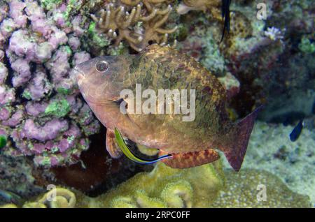 Stareye Parrotfish, Calotomus carolinus, being cleaned by Bluestreak Cleaner Wrasse, Labroides dimidiatus, night dive, Murex House Reef dive site, Ban Stock Photo