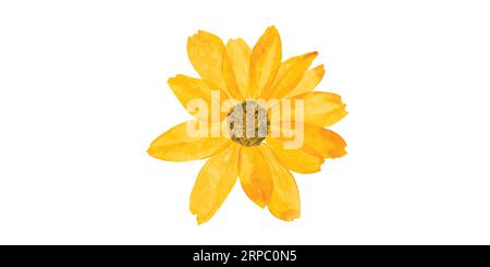 Flower art made from adobe illustrator. Stock Vector