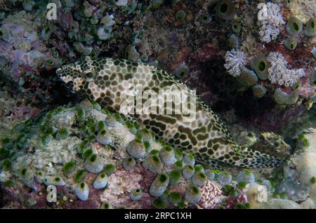 Honeycomb Grouper, Epinephelus merra, Murex House Reef dive site, Bangka Island, north Sulawesi, Indonesia Stock Photo
