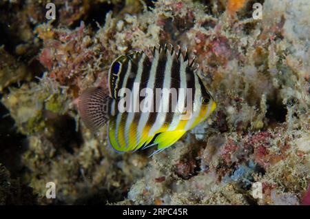 Multi-barred Angelfish, Centropyge multifasciata, Pasir Tidore dive site, Weda, Halmahera, North Maluku, Indonesia, Halmahera Sea Stock Photo