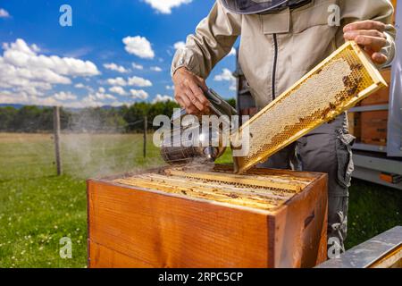 Beekeeper smoking honey bees with bee smoker on the apiary Stock Photo